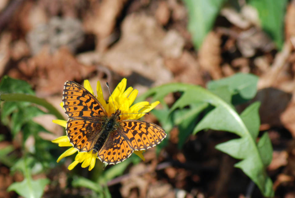 Boloria (Clossiana) dia